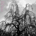 the album cover for Colin Stetson - Never Were The Way She Was [Vinyl]