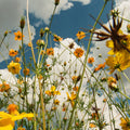 the album cover for Tasha - You Are Spring - Yellow [Colored Vinyl] (Ylw)