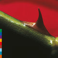 the album cover for Nusrat Khan  Fateh Ali / Brook,Michael - Night Song - Green [Colored Vinyl] (Grn) (Aniv) [Reissue]