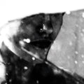 the album cover for Purgate - Leavings